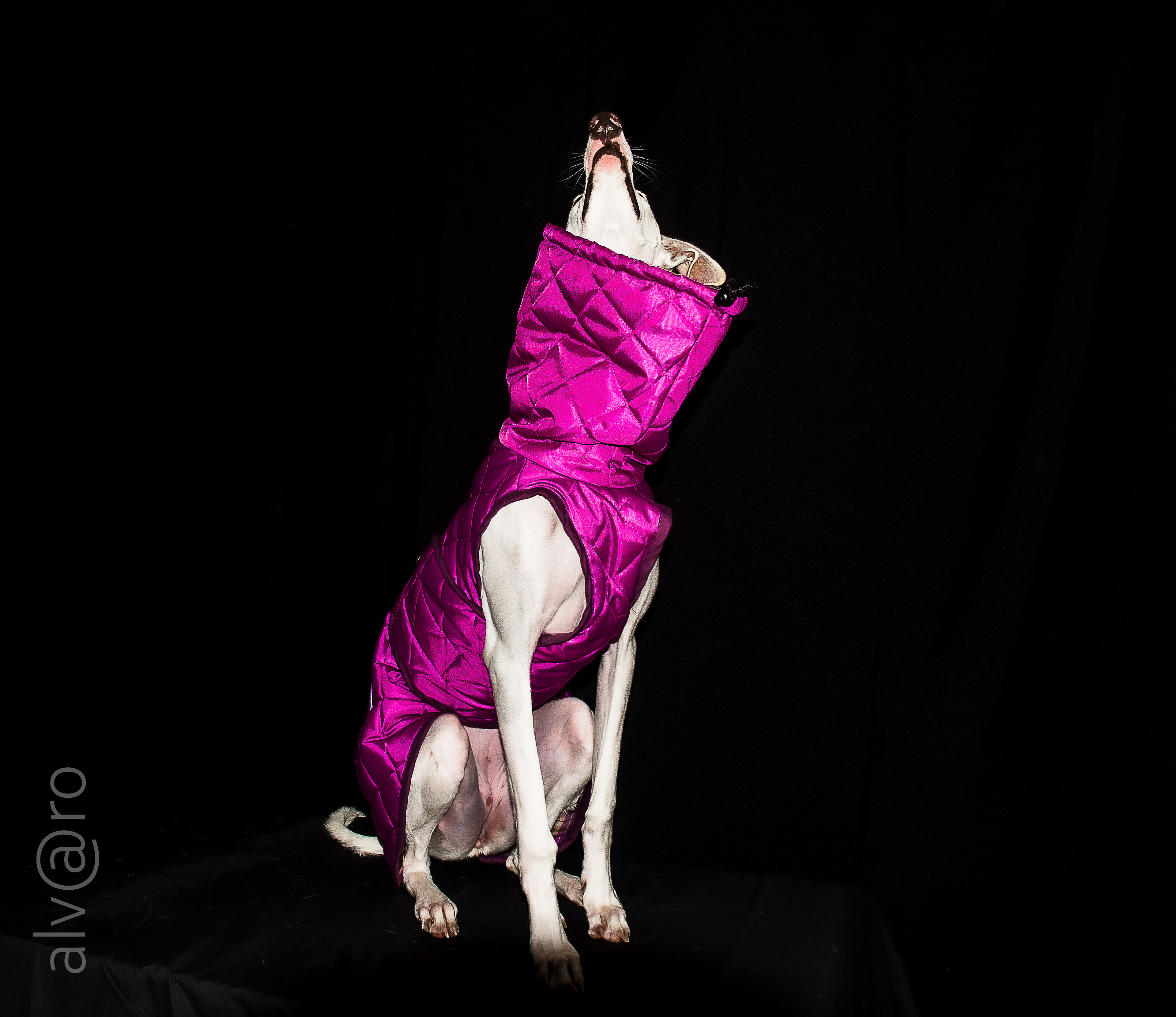 Especiais — fotografia de Álvaro Pereira, Leiria